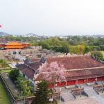 Hoa ngô đồng trong Hoàng cung Hoa ngô đồng trong Hoàng cung