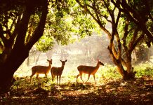 Những địa điểm du lịch vừa đẹp, vừa gần dịp 8/3 Những địa điểm du lịch vừa đẹp, vừa gần dịp 8/3