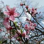 Tháng 3, để “dân thổ địa” mách bạn kinh nghiệm khám phá Sapa nhé