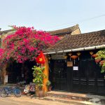 Hoa giấy nở rực rỡ Hội An trong ‘những ngày corona’ Hoa giấy nở rực rỡ Hội An trong những ngày corona - Ảnh 1.