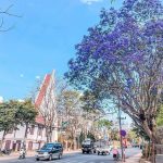 Phượng tím có ở Ðà Lạt từ bao giờ? Phuong tim co o Ða Lat tu bao gio? hinh anh 1