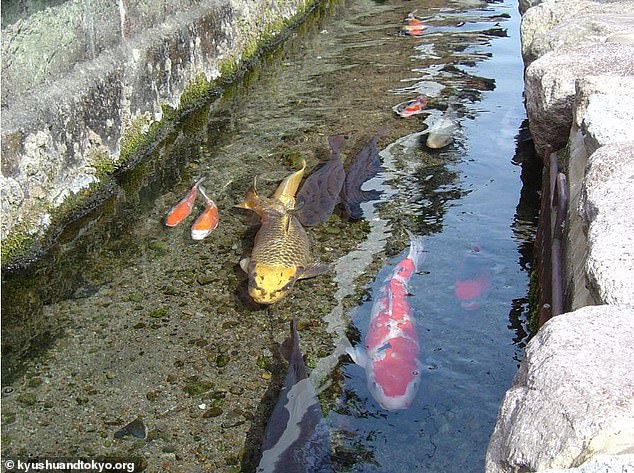 Thành phố Nhật Bản thu hút du khách bằng cá Koi bơi dưới cống nước thải - 4