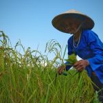 Cốm nếp một năm chỉ có hai lần Bà Phạm Thị Thung gặt lúa nếp vụ Đông Xuân. Ảnh: Phạm Linh.