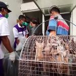 Tiêu hủy hàng trăm con dơi Tiêu huỷ thịt dơi phòng nCoV