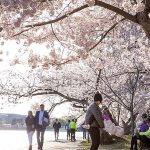 Tụ tập ngắm hoa anh đào giữa Covid-19 Tụ tập ngắm hoa anh đào giữa Covid-19