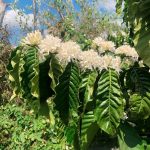 “Còn yêu nhau” thì về Buôn Mê Thuột ngắm hoa cafe