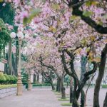 Hà Nội như một “nàng thơ” giữa ngàn hoa tháng 3