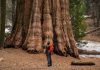 3 vườn quốc gia Mỹ sở hữu rừng cây gỗ đỏ cao nhất thế giới 3 vuon quoc gia My so huu rung cay go do cao nhat the gioi hinh anh 1 1.Bound_to_Explore.jpg