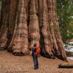 3 vườn quốc gia Mỹ sở hữu rừng cây gỗ đỏ cao nhất thế giới 3 vuon quoc gia My so huu rung cay go do cao nhat the gioi hinh anh 1 1.Bound_to_Explore.jpg