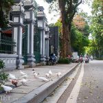 Ngắm đàn chim bồ câu, cảm giác bình yên đến lạ trên đường phố Thủ đô ngam dan chim bo cau, cam giac binh yen den la tren duong pho thu do hinh anh 1