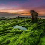 Sững sờ vẻ đẹp kỳ lạ của bãi rêu biển Cổ Thạch miền Trung Thảm xanh Cổ Thạch, bức ảnh lọt vào cuộc thi ảnh quốc tế của nhiếp ảnh gia Hồ Trung Lâm /// Hồ Trung Lâm