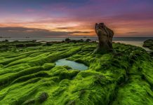 Sững sờ vẻ đẹp kỳ lạ của bãi rêu biển Cổ Thạch miền Trung Thảm xanh Cổ Thạch, bức ảnh lọt vào cuộc thi ảnh quốc tế của nhiếp ảnh gia Hồ Trung Lâm /// Hồ Trung Lâm