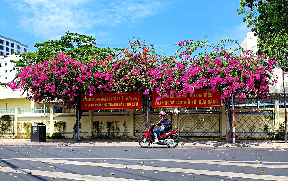 Nha Trang tiếp tục cách ly xã hội: Hoa giấy nở rực đường phố  - ảnh 1