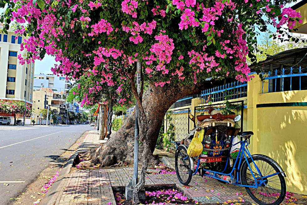 Nha Trang tiếp tục cách ly xã hội: Hoa giấy nở rực đường phố  - ảnh 4
