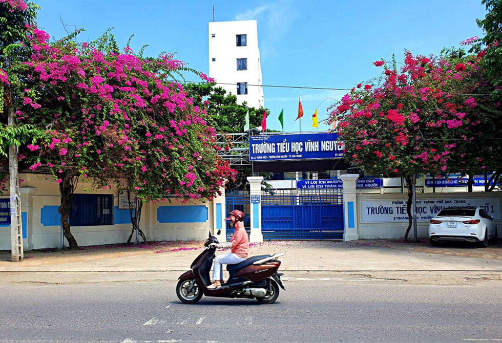 Nha Trang tiếp tục cách ly xã hội: Hoa giấy nở rực đường phố  - ảnh 3