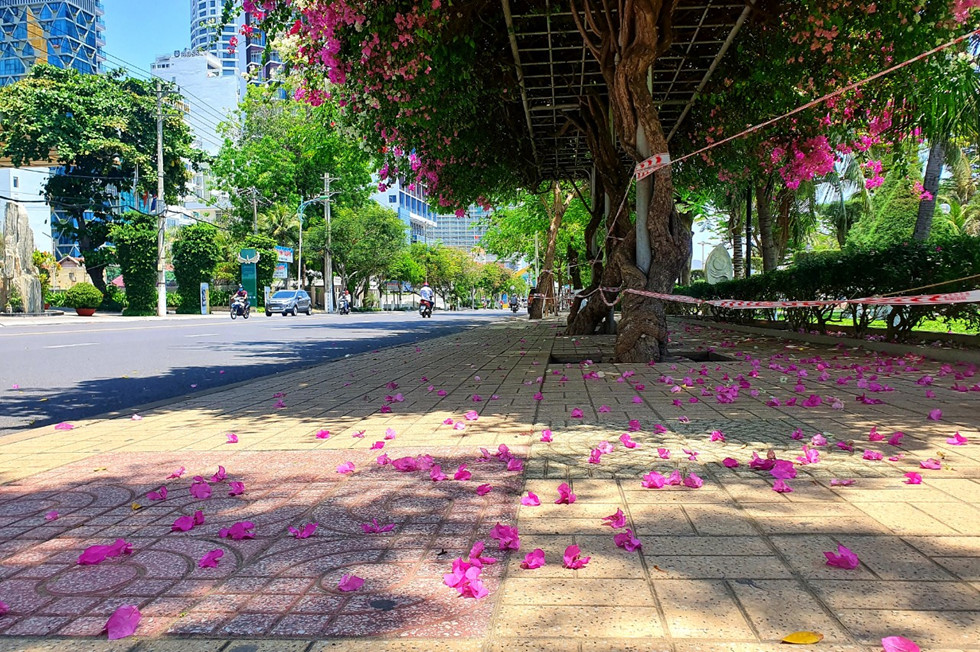 Nha Trang tiếp tục cách ly xã hội: Hoa giấy nở rực đường phố  - ảnh 2