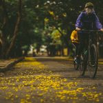 Hoàng điệp vàng rực tháng 4, gọi hè về trên xứ Huế Hoang diep vang ruc thang 4, goi he ve tren xu Hue hinh anh 1 49752612111_cb61cef4de_k.jpg