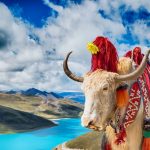 Loài bò biểu tượng Tây Tạng nặng 1.000 kg, chịu lạnh âm 40 độ C Loai bo bieu tuong Tay Tang nang 1.000 kg, chiu lanh am 40 do C hinh anh 1 5ea4f1ef53d21.jpg