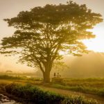 Làng quê yên bình xứ Huế có cây cô đơn mang tên Mắt Biếc Lang que yen binh xu Hue co cay co don mang ten Mat Biec hinh anh 1 93687127_1486042708222651_4383988499028639744_o.jpg