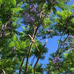 Du khách bẻ phượng tím Đà Lạt gây bức xúc Du khach be phuong tim Da Lat gay buc xuc hinh anh 1 95250513_549860955943808_1579333687479107584_n.jpg