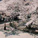 Mùa hoa anh đào tĩnh lặng, man mác buồn ở Nhật Mua hoa anh dao tinh lang, man mac buon o Nhat hinh anh 1 991Long_9.jpg