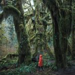 Lạc vào thế giới cổ tích kỳ bí ở cánh rừng nước Mỹ Lac vao the gioi co tich ky bi o canh rung nuoc My hinh anh 1 a1.jpg