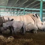 Vinpearl Safari đón tê giác thứ 3 chào đời Đại diện Vinpearl Safari Phú Quốc cho biết, cá thể tê giác mới chào đời giống cái, nặng hơn 60kg, thuộc một trong năm loài tê giác hiếm còn tồn tại. Tên khoa học của loài tê giác này là Ceratotherium simum simum. Ca sinh nở lần này, tê giác mẹ sinh con chỉ sau 15 phút trở dạ. Chưa đầy 45 phút sau, tê giác con đã có thể tự bú mẹ. Tê giác con có sức khỏe sơ sinh và bản năng sinh tồn mạnh.