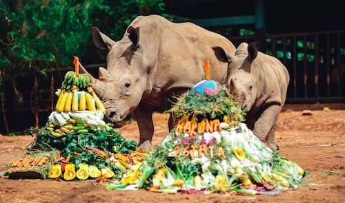 Trước đó, vào tháng 4/2019, Vinpearl Safari Phú Quốc cũng chào đón 2 tê giác con tên Hakuna Matata và Cà phê.