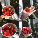 Du lịch Đà Lạt đừng quên mua 6 đặc sản này về cho hội bạn thân du-lich-da-lat