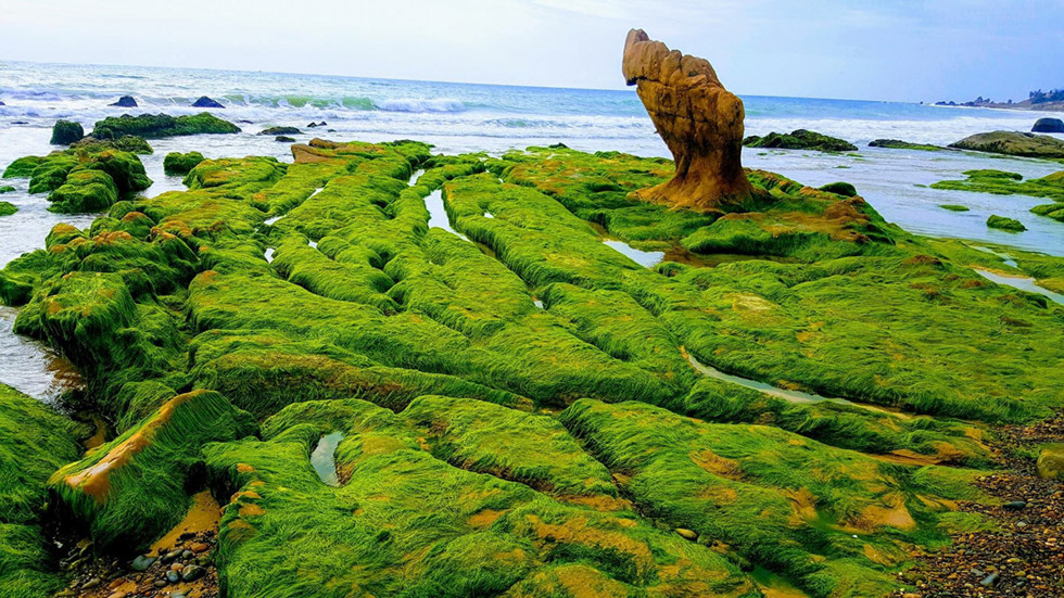 Sững sờ vẻ đẹp kỳ lạ của bãi rêu biển Cổ Thạch miền Trung  - ảnh 3