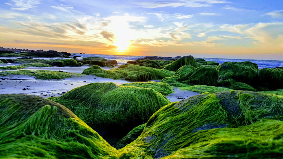 Sững sờ vẻ đẹp kỳ lạ của bãi rêu biển Cổ Thạch miền Trung  - ảnh 2
