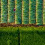 Miền Tây trong dịch Covid-19: Đẹp lạ kỳ đồng cói xanh mướt hơn cả tranh vẽ Đồng cói miền Tây như một bức tranh tuyệt đẹp nhìn từ trên cao. /// Ảnh: Khánh Phan