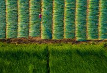 Miền Tây trong dịch Covid-19: Đẹp lạ kỳ đồng cói xanh mướt hơn cả tranh vẽ Đồng cói miền Tây như một bức tranh tuyệt đẹp nhìn từ trên cao. /// Ảnh: Khánh Phan