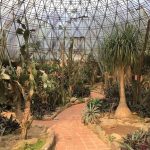 5 vườn xương rồng đẹp cho tín đồ yêu thiên nhiên 5 vuon xuong rong dep cho tin do yeu thien nhien hinh anh 1 fridaalbiin_83940486_2599691813608658_6460699464480342776_n.jpg