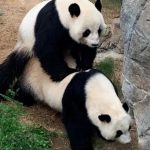 Gấu trúc 14 tuổi giao phối lần đầu tiên sau nhiều năm thất bại Gau truc 14 tuoi giao phoi lan dau tien sau nhieu nam that bai hinh anh 1 gt1.jpg