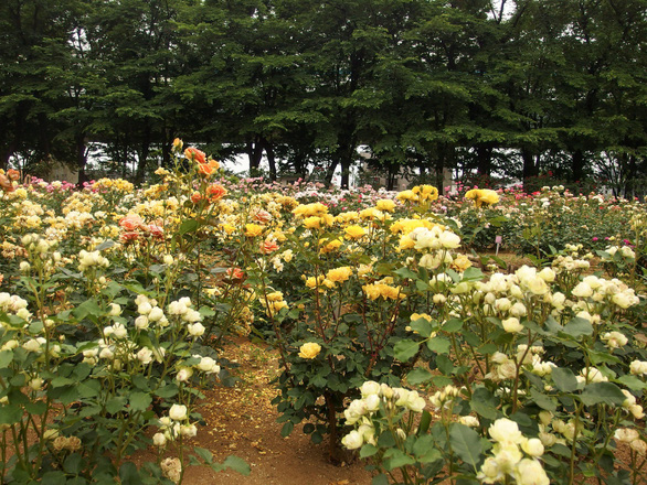 Nhật Bản cắt bỏ hàng chục ngàn hoa hồng, hoa tulip để ngăn người dân ngắm hoa - Ảnh 3.
