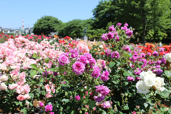 Nhật Bản cắt bỏ hàng chục ngàn hoa hồng, hoa tulip để ngăn người dân ngắm hoa - Ảnh 4.