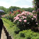 Nhật Bản cắt bỏ hàng chục ngàn hoa hồng, hoa tulip để ngăn người dân ngắm hoa Nhật Bản cắt bỏ hàng chục ngàn hoa hồng, hoa tulip để ngăn người dân ngắm hoa - Ảnh 1.