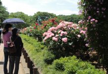 Nhật Bản cắt bỏ hàng chục ngàn hoa hồng, hoa tulip để ngăn người dân ngắm hoa Nhật Bản cắt bỏ hàng chục ngàn hoa hồng, hoa tulip để ngăn người dân ngắm hoa - Ảnh 1.