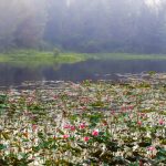 Mùa sen trên đất Quảng Mua sen tren dat Quang hinh anh 1 hoa_sen_zing3.jpg