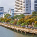 Mùa hoa sưa rực vàng ở Đà Nẵng Mua hoa sua ruc vang o Da Nang hinh anh 1 hoa_sua_zing6.jpg