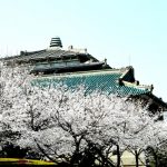 Hoa anh đào Vũ Hán nở rộ trong những ngày phong tỏa cuối cùng Hoa anh dao Vu Han no ro trong nhung ngay phong toa cuoi cung hinh anh 1 image.jpg