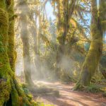 Những khu rừng nhuốm màu cổ tích mê hoặc du khách Nhung khu rung nhuom mau co tich me hoac du khach hinh anh 1 mau.jpg