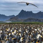 Người về từ hoang đảo giữa Covid-19 Bình nguyên Salisbury trên đảo Nam Georgia là một trong những lãnh địa lớn nhất của cánh cụt hoàng đế - với khoảng 200.000 cá thể. Ảnh: Pete McBride.