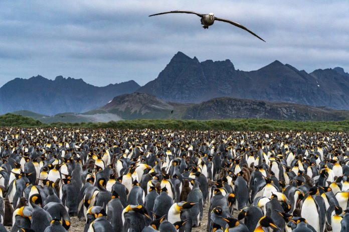 Bình nguyên Salisbury trên đảo Nam Georgia là một trong những lãnh địa lớn nhất của cánh cụt hoàng đế - với khoảng 200.000 cá thể. Ảnh: Pete McBride.