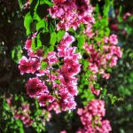 Dành cho những bạn yêu hoa giấy, đến Nha Trang và tìm ngay cung đường này đi du-lich-nha-trang