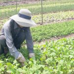 Phố cổ Hội An, những làng nghề buồn hiu vì mất hàng tỉ đồng trong dịch Covid-19 Làng rau Trà Quế đang gặp khó, nhưng nhiều nông dân tin lượng rau tiêu thụ sẽ sớm “hồi phục” sau dịch /// Ảnh: H.T