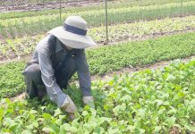 Phố cổ Hội An, những làng nghề buồn hiu vì mất hàng tỉ đồng trong dịch Covid-19 Làng rau Trà Quế đang gặp khó, nhưng nhiều nông dân tin lượng rau tiêu thụ sẽ sớm “hồi phục” sau dịch /// Ảnh: H.T