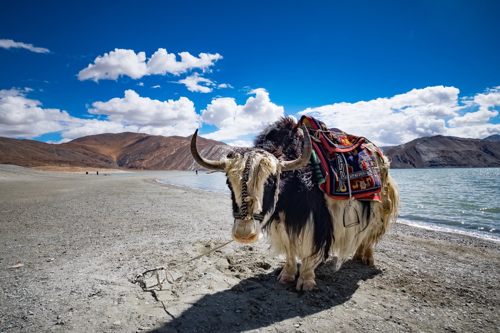 Loai bo bieu tuong Tay Tang nang 1.000 kg, chiu lanh am 40 do C hinh anh 7 Ride_Through_Tibet_Yak.jpg