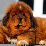 Giống chó gắn với huyền thoại giết hổ nhưng bị bỏ rơi hàng loạt Giong cho gan voi huyen thoai giet ho nhung bi bo roi hang loat hinh anh 1 Tibetan_Mastiff_Puppy_Health_Tips.jpg